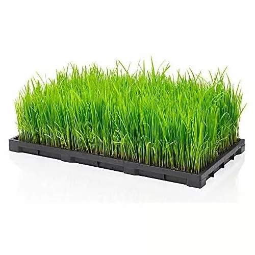 Plastic-Agriculture-Nursery-Tray-Paddy-Seedling-vnlNG