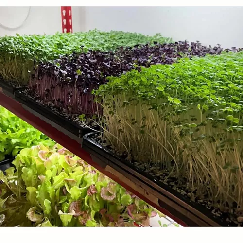 Plastic-Agriculture-Nursery-Tray-Paddy-Seedling-vnlNG